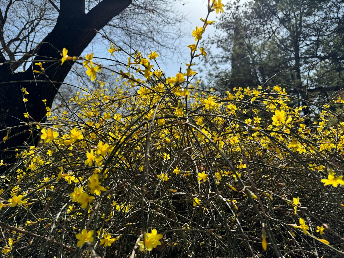 kevin09527's tweet photo. 帝都的春，很少这个季节回来 https://t.co/UKRYBDAJqk