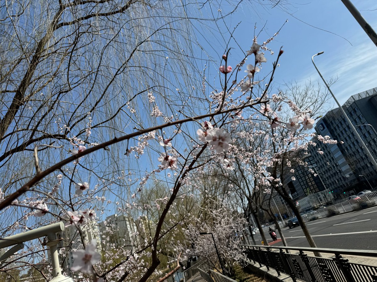 kevin09527's tweet photo. 帝都的春，很少这个季节回来 https://t.co/UKRYBDAJqk