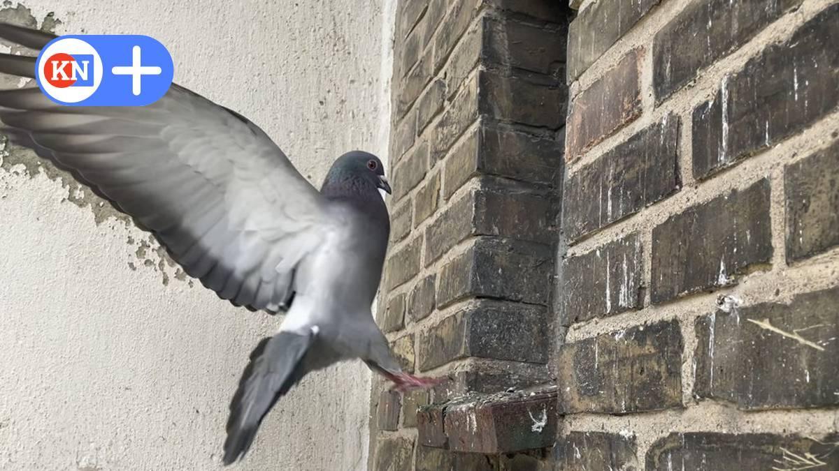 Tauben sterben in leerstehender Vonovia-Wohnung in Kiel kn-online.de/lokales/kiel/t…