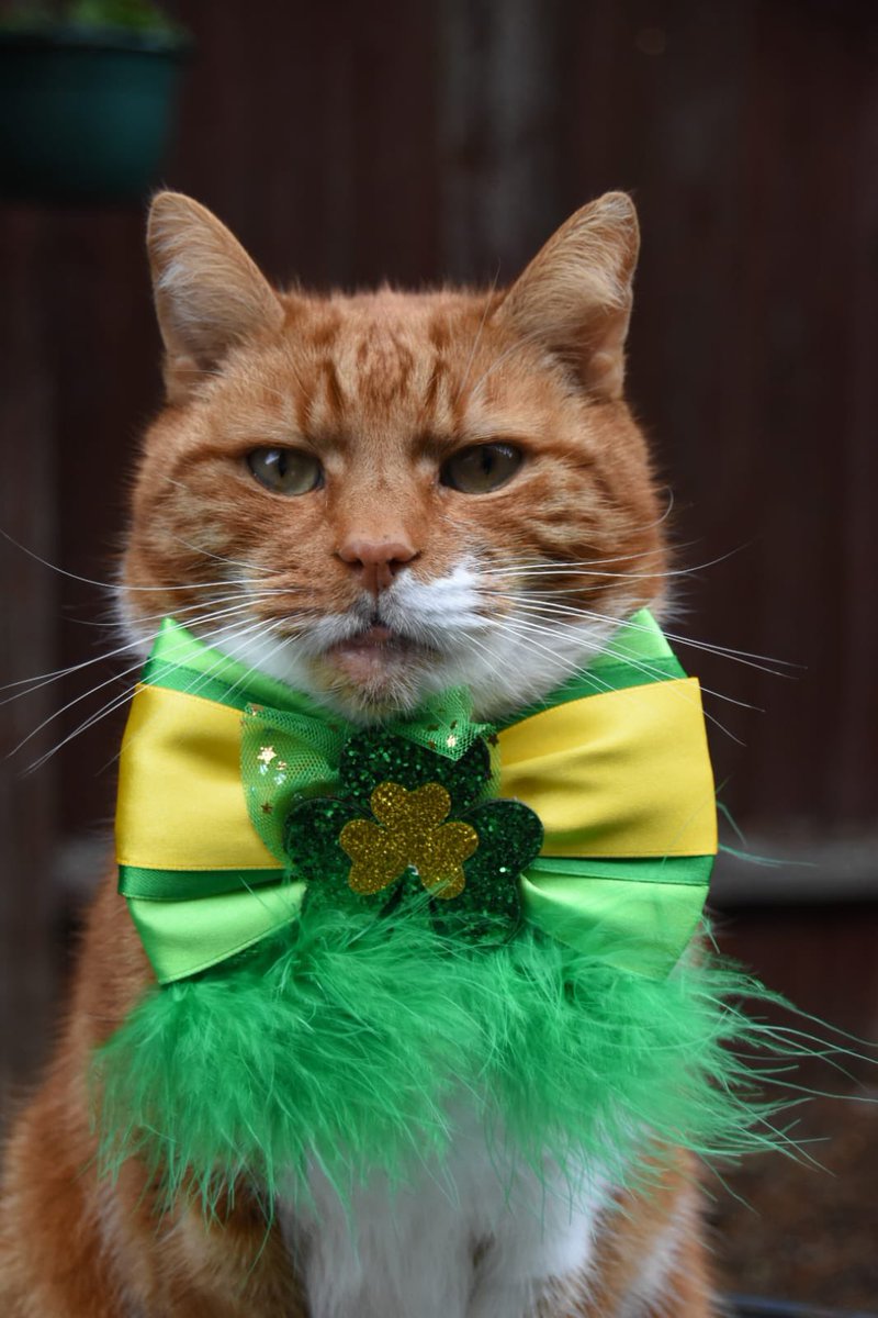 Happy St Patrick’s Day 🍀 #CatsOnTwitter #catsofx #catsoftwitter #StPaddysDay #StPatrickDay #gingercat #cat