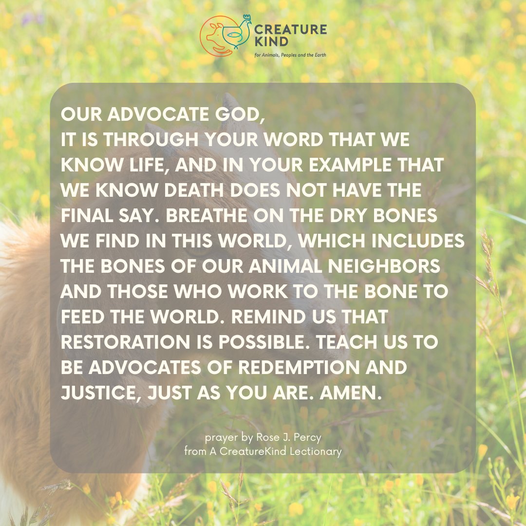 Our prayers echo with Ezekiel's plea to God: 'Come, breathe upon these slain.' In a world filled with suffering, both human and animal, let's be advocates of redemption and justice. Let's honor the sacred connection we share with all beings and work towards restoration.⁠