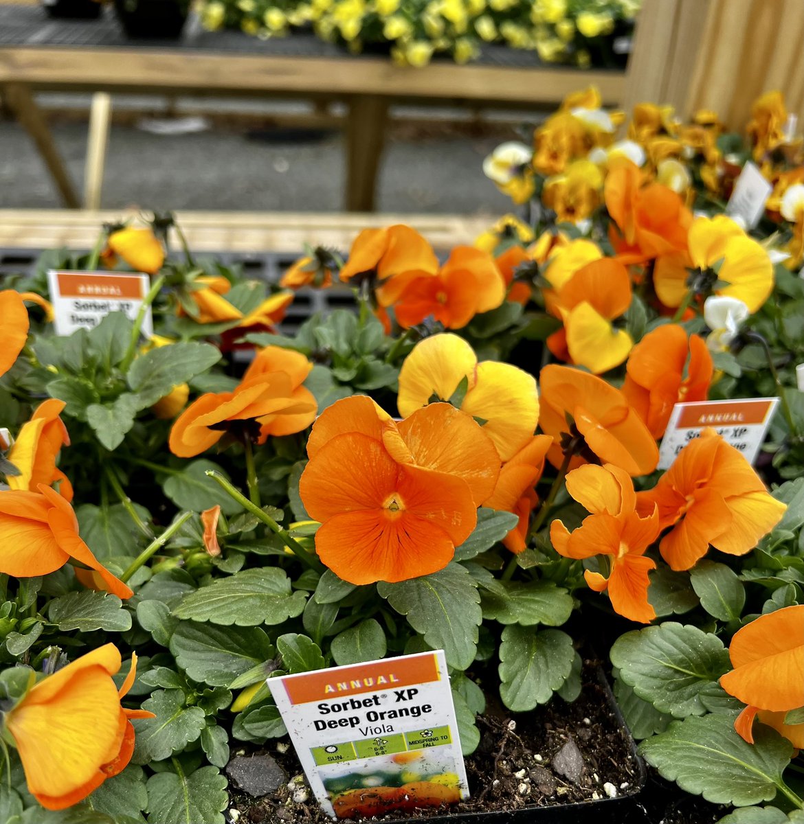 Hayfield Gardening Club tweet media