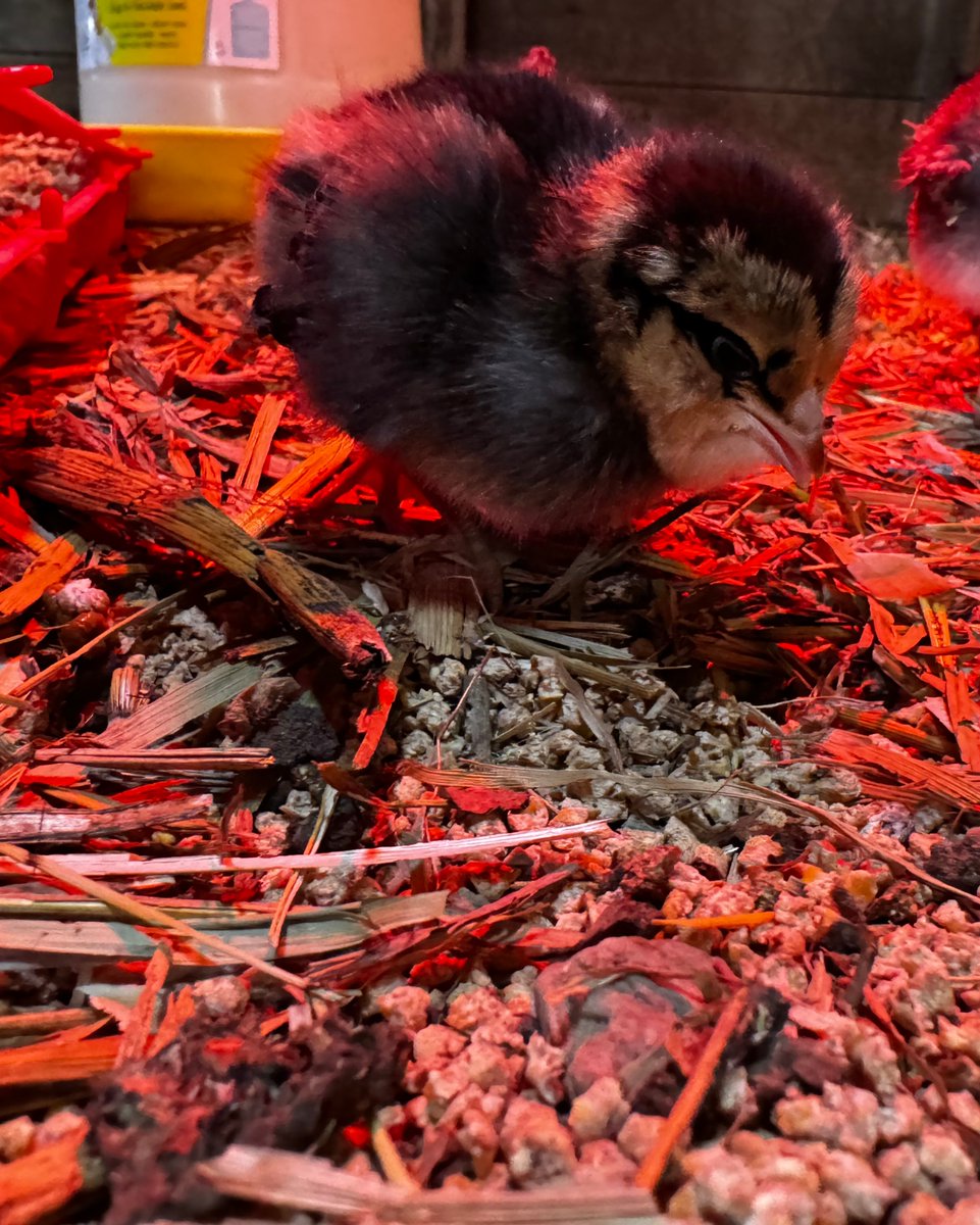 FemaleRancher's tweet photo. Once you're bitten by the chicken bug, there's no turning back! ๐ Who can resist those adorable faces? Trying to keep it to a manageable number but I just want to buy more... #ChickenAddict #CuteOverload ๐โค๏ธ #Farm #Farmlife #Ranch #Cattle #Chickens https://t.co/kFvKHgXq8R
