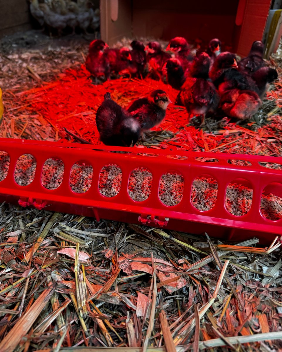 FemaleRancher's tweet photo. Once you're bitten by the chicken bug, there's no turning back! ๐ Who can resist those adorable faces? Trying to keep it to a manageable number but I just want to buy more... #ChickenAddict #CuteOverload ๐โค๏ธ #Farm #Farmlife #Ranch #Cattle #Chickens https://t.co/kFvKHgXq8R