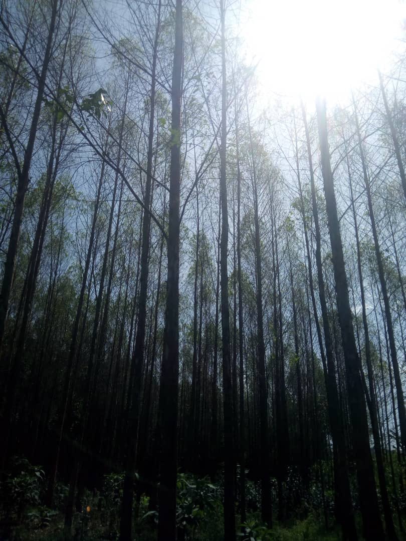 Emmanuel Opito tweet media