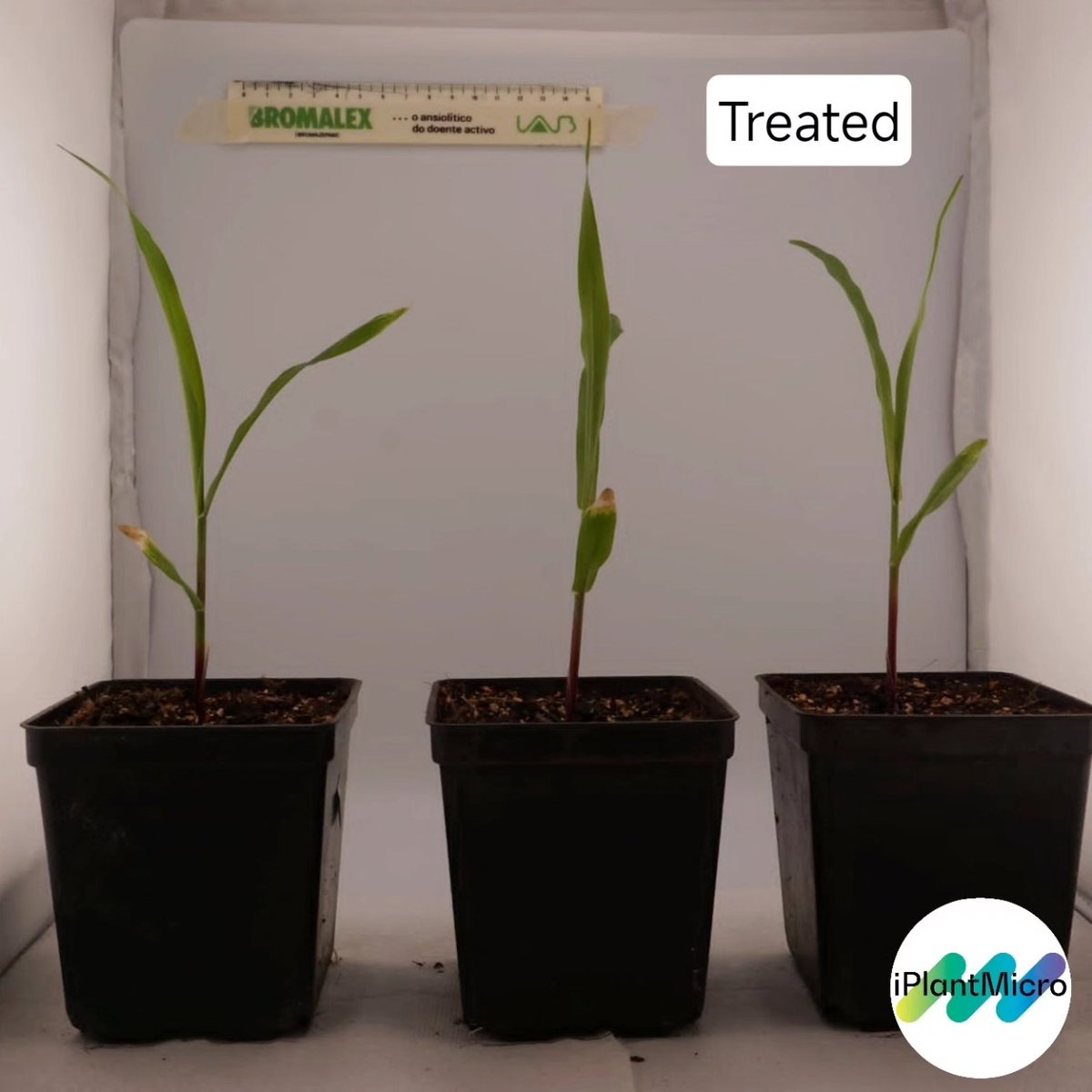 iPlantMicro's tweet photo. Checkmate salt! André is using salt-hypertolerant bacteria to enhance maize and tomato responses to saline soils! Sounds like a great master thesis is coming!🧂♟️🦠 @itqbnova @greenit_bio4sus @FCTNOVA https://t.co/8tWYQeb60P