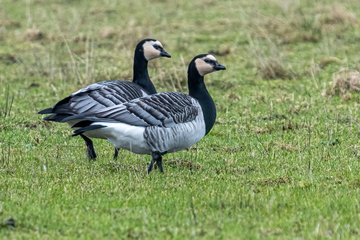 Couple of the many Barnacle Geese still 'winter holidaying' at RSPB Mersehead in southwest Scotland
#Birds #birdwatching #birdphotography