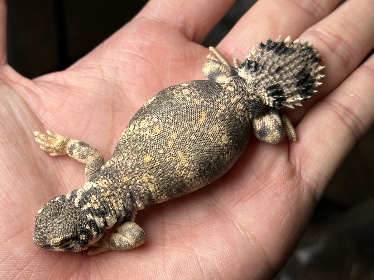 Uromastyx thomasi

Can be exported overseas
海外へ輸出可能

#fishmanshop #魚佬水族
#reptile #爬虫類 
#Uromastyx