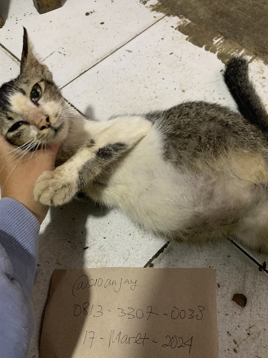 eloanjay's tweet photo. BISMILLAH BANTU RT YA⚠️ BISA DIBACA DULU THREADNYA.

aku butuh dana untuk bawa meng ini ke vet. sebelumnya aku tanya dibase kemungkinan dia kena fip basah. Kenalin ini kucing diwarung mamahku namanya mpus, baru lihat juga sih aku kayanya baru dibuang juga udah 3harian disini, https://t.co/rm9kSgzdHI