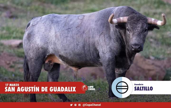 Los toros que han tocado en suerte para esta tarde en San Agustín de Guadalix (Madrid).

1° Liviano (Montealto)
N°10
Negro Listón
Nacimiento: 11/19

2° Caramelito (Saltillo)
N°19
Cárdeno 
Nacimiento: 12/19

Que Dios reparta suerte.

<a href="/CopaChenel/">CopaChenel</a>