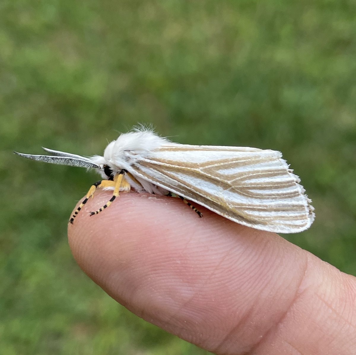 The Echo moth, Seriarctia echo, on my finger this morning. Beautifully striped moth, found mostly in Southeastern US. Likely poisonous (if eaten)!