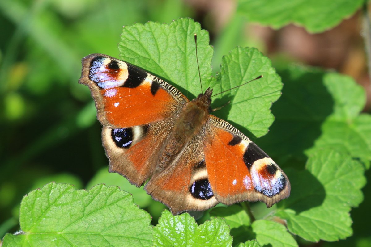 Dark-edged Bee-fly and a couple of Peacock butterflies in the garden this afternoon #Exeter