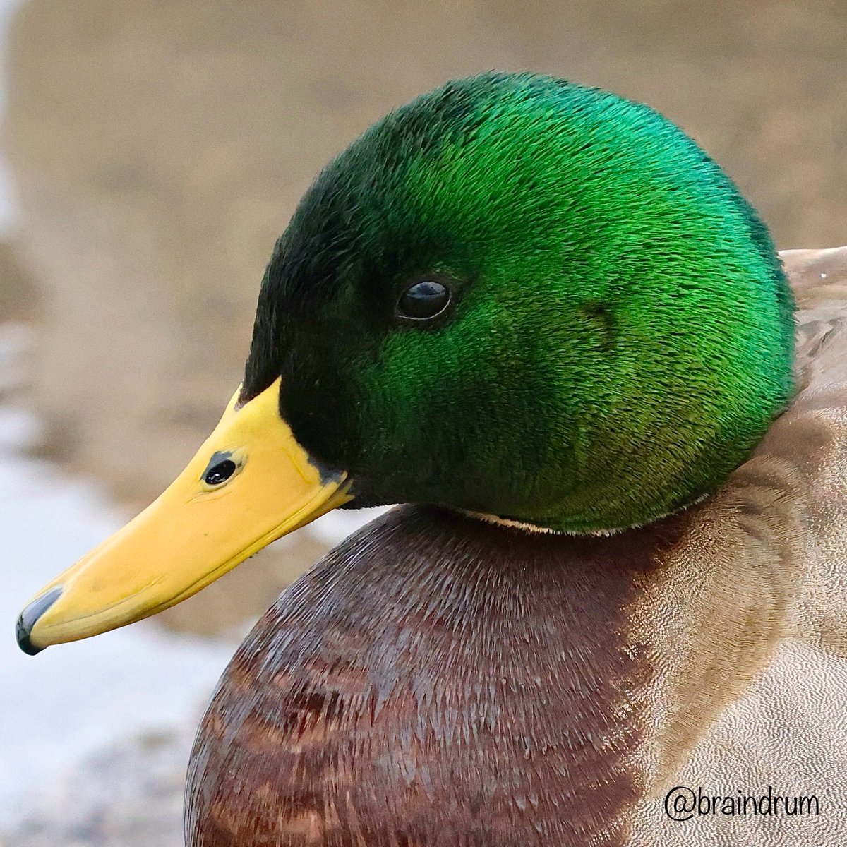 Daddy O’Mallard…the lucky duck 🍀🦆 Happy #StPatricksDay!