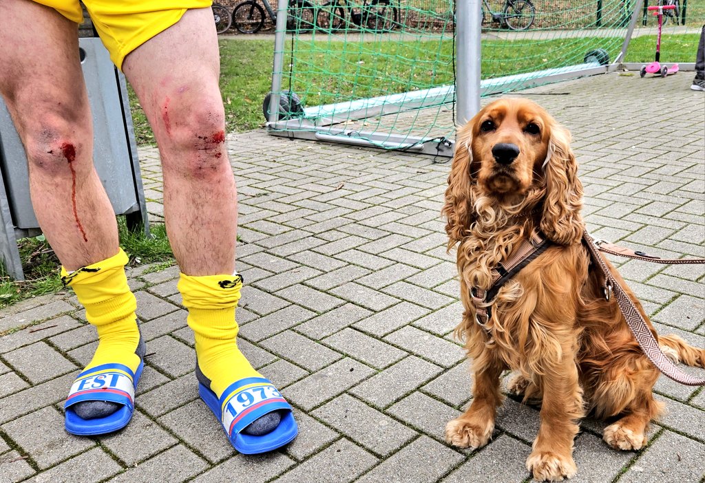sportplatzhunde's tweet photo. Herrchen Lukas von der SuS #Oespel-#Kley wurde gestern schon ganz früh im Spiel fies gefällt. Aua! 🤕🫤 Sein #CockerSpaniel Sky (1) kann offenbar nicht so gut Blut sehen. #DOdog #Dortmund https://t.co/XYQxKzEA4a