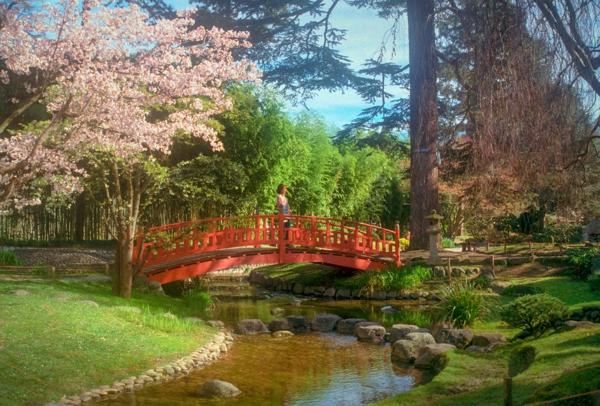 Encore un peu du jardin Albert Kahn de Boulogne-Billancourt à l’argentique ✨