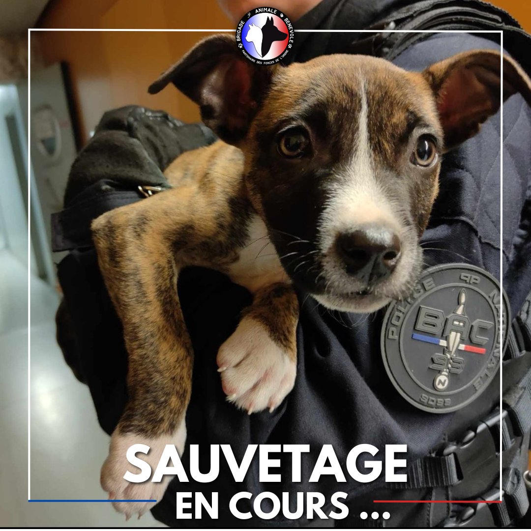 🚔 SAUVETAGE EN COURS 🚔

Un petit nouveau agrandit la team des protégés de la #BAB

Âgé de qq mois seulement, il attend sagement la covoitureuse qui le mènera vers sa famille d'accueil 🐶

Nous vous raconterons son histoire dans qq jours

#sauvetage #maltraitanceanimale #chiot