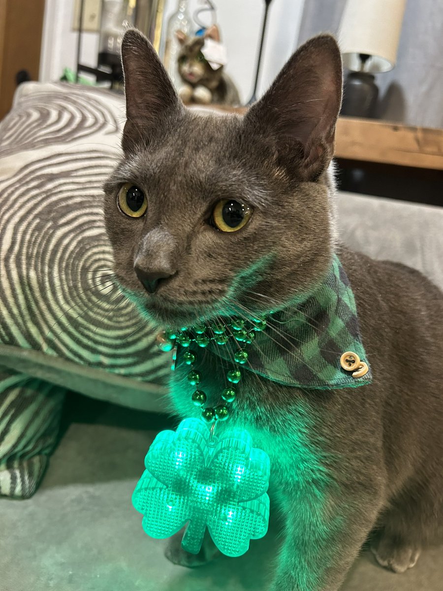 Happy St. Patrick’s Day, everyone! #StPatricksDay #stpattysday #getyouririshon #graycats #CatsOfTwitter