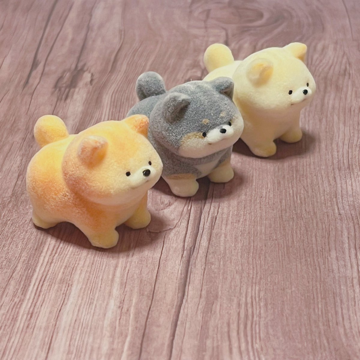 真ん中は、新入りの黒柴くんです