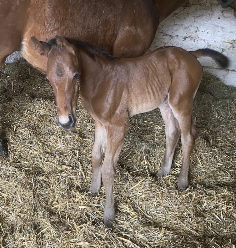 Sergei Prokofiev x Athas An Bhean colt born in the early hours of Paddy’s Day 🍀