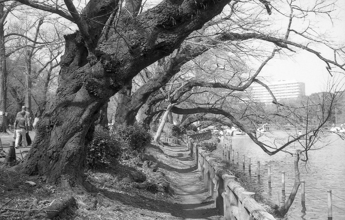 今日は吉祥寺でフォトウォーク企画してきました
OLYMPUS 35DC + Kentmere100 