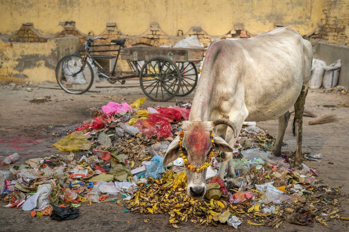 emergence_zine's tweet photo. There are many languages of love we can speak to the Earth; many ways to be present with a place. This week, two stories from India beckon us to recognize the fullness of life in often-overlooked spaces. Read our newsletter. https://t.co/fFAQGR8q9J https://t.co/hVGsqrHFy1