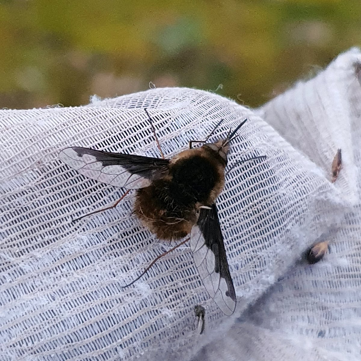 Not what I was expecting when I went out mothing last night, but a quick sweep of the net through some rushes at dusk produced my first bee-fly of the year 😍 (also saw some lovely spring moths) #BeeFlyWatch