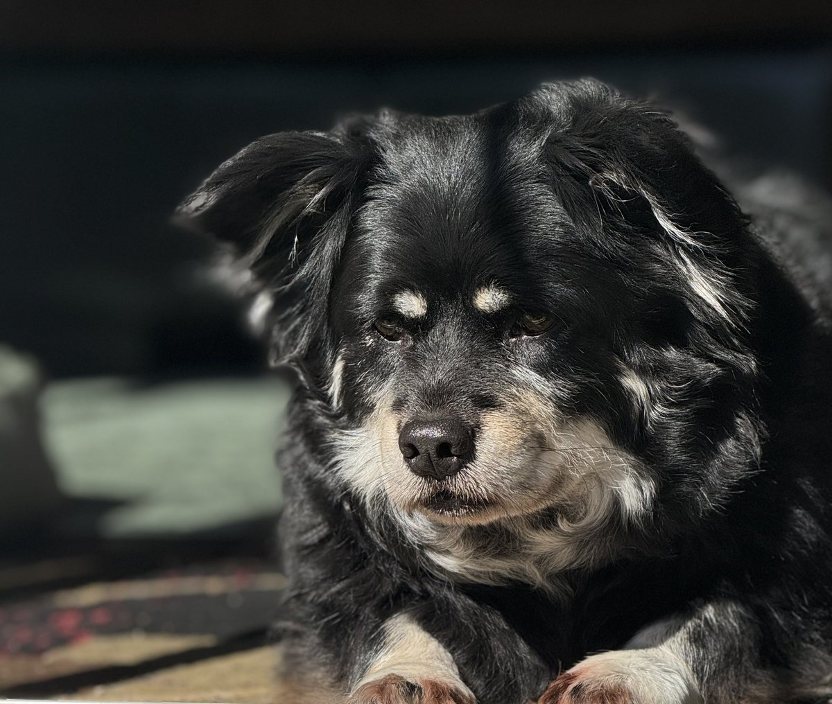 RoadQueen1967's tweet photo. This beautiful girl was supervising me updating our patio yesterday in the beautiful 70° weather!! What a beautiful late winter day in the PNW
#dogsoftwitter
#furryhelper
#dogsrule
#springiscoming
#yardwork https://t.co/TwFwa8Pjvo