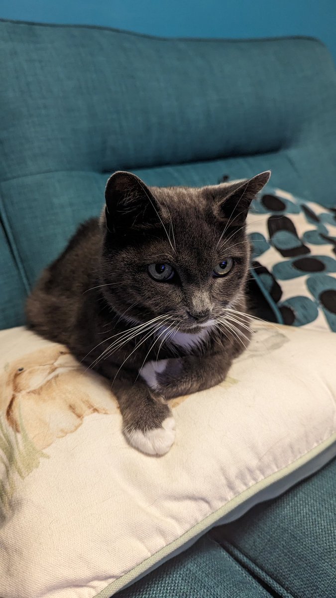 Clar3Sm1's tweet photo. @potatopancak13 I know you have enough cats to draw, but Amber wanted to say Hi 😀 https://t.co/NNbdCEYBVE
