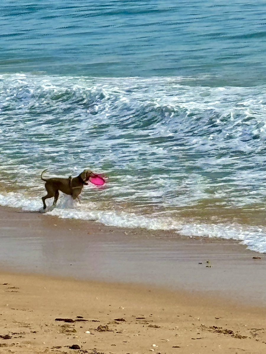 Loving the good life here in #Portugal. Great food & wine, lovely people, respect for natural resources, and a coastline that has stunning at every turn. The #algarve is every bit as beautiful as we expected. Just ask this happy canine who was having a blast with his frisbee 😀