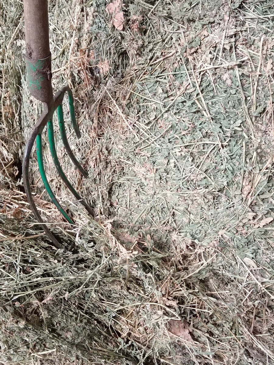xaiecologic's tweet photo. Durant l'hivernàs moltes ovelles han criat o encara crien xai, això les debilita...
Als meus verals les primaveres sempre són fredes, molt plujoses i humides.
Abans de tornar a pasturar alimentem les ovelles amb el millor farratge del món, perquè surtin valentes.
#Userda
#OrVerd https://t.co/sPrGxJomKl