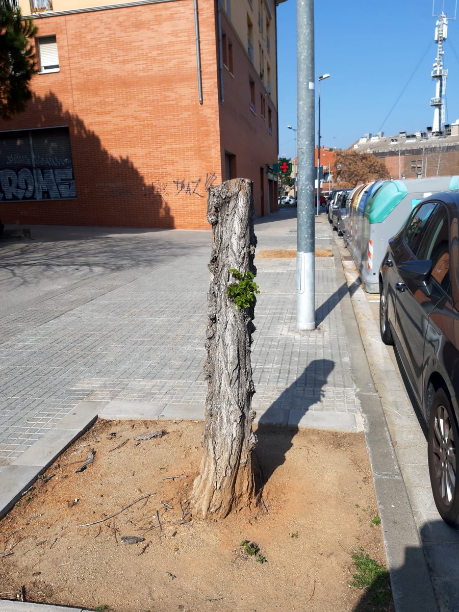 pairenetsvhibll's tweet photo. 📢Denunciem els reiterats talls d'arbres que s'estan produint a #SantVicençDelsHorts!

Exigim es realitzin sota estrictes criteris de risc humà quan no hi hagi cap alternativa.

🌳Els més grans són fonamentals i insubstituïbles en plena #crisiclimàtica i #emergència per #sequera! https://t.co/hdRDv0YMBQ