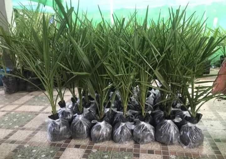 Masih ready
Biji kurma barhee Thailand
50 biji 325rb
Biji kurma KL1 Thailand
20 biji 295rr

Bibit kurma 3bln harga 50rb

Bibit kurma ajwa usia 6 bulan
Harga perbibit 150rb

Bibit kurma ajwa usia 1,5 tahun
Harga perbibit 250 
Wa 087758802926