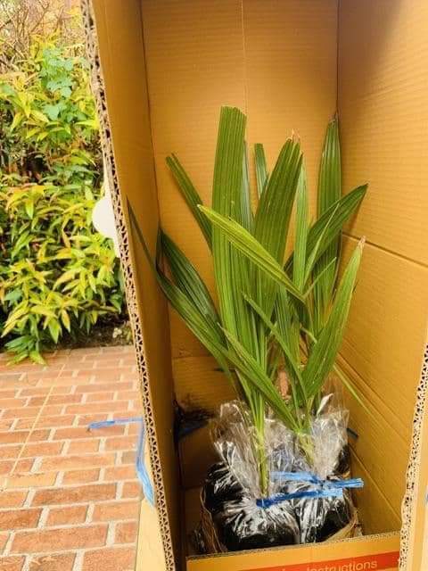 Pa_RW06's tweet photo. Masih ready
Biji kurma barhee Thailand
50 biji 325rb
Biji kurma KL1 Thailand
20 biji 295rr

Bibit kurma 3bln harga 50rb

Bibit kurma ajwa usia 6 bulan
Harga perbibit 150rb

Bibit kurma ajwa usia 1,5 tahun
Harga perbibit 250 
Wa 087758802926 https://t.co/J94zP6laIy