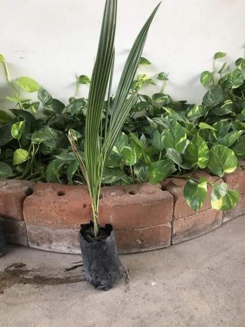 Pa_RW06's tweet photo. Masih ready
Biji kurma barhee Thailand
50 biji 325rb
Biji kurma KL1 Thailand
20 biji 295rr

Bibit kurma 3bln harga 50rb

Bibit kurma ajwa usia 6 bulan
Harga perbibit 150rb

Bibit kurma ajwa usia 1,5 tahun
Harga perbibit 250 
Wa 087758802926 https://t.co/J94zP6laIy