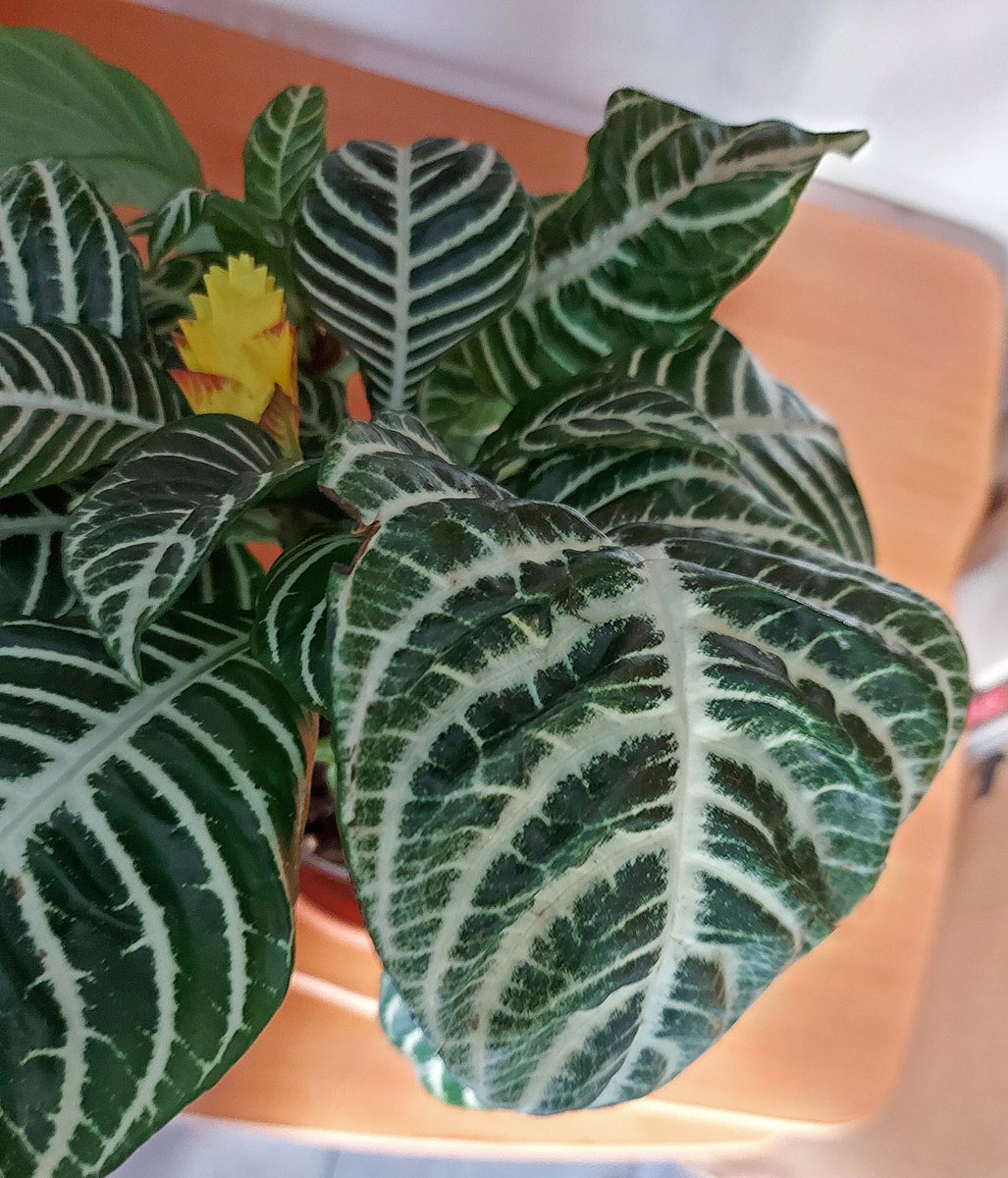 megpanos's tweet photo. Aphelandra squarrosa Botanica #greece #attica #plant #plants #aphelandra #aphelandrasquarrosa #aphelandrasquarrosabotanica #leaf #leaves #flower #flowers https://t.co/ba7euuQ0Ii
