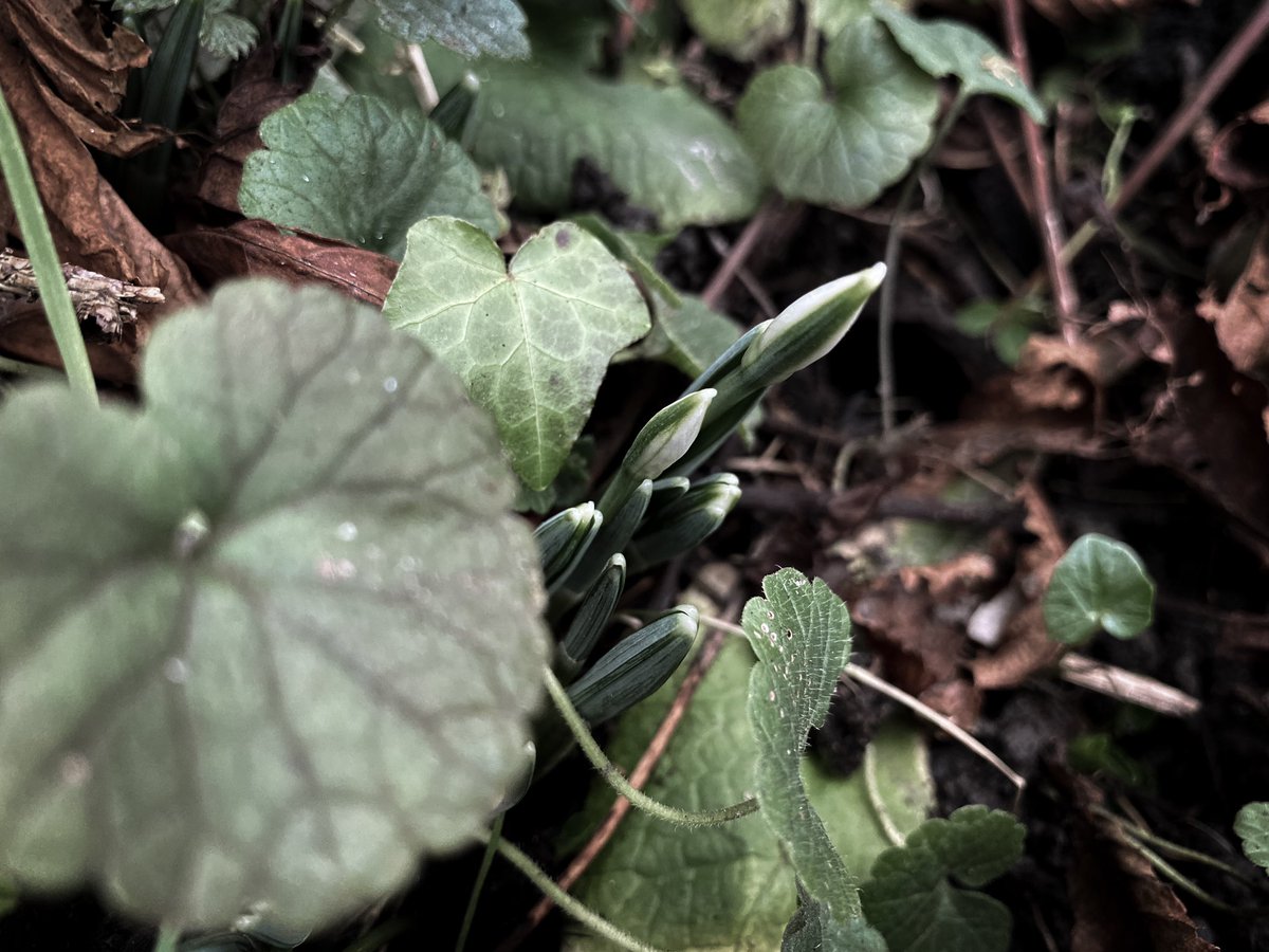 HollyOakLife's tweet image. So glad to see them back♡ 2月待ち望んでた土筆みたいに生えてきたスノードロップさん(*´꒳`*)♡ #snowdrops #Februarygarden #countrylife #スノードロップ #庭のある暮らし #フランス生活 #田舎暮らし #庭の花 #フランス