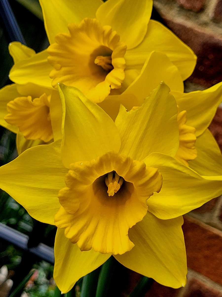 Happy #StPatricksDay 🍀 Have a lovely Sunday. #SundayYellow #Flowers #garden #GardeningX #weekend #SpringIsHere