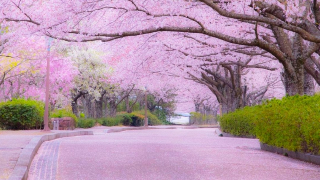 ã³ãŠã¹ã±ð±ðž (@kousukesohere) on Twitter photo æ¡ã®éè±ãåŸ
ã¡é ããã£ããã§ãããæ°æž©ã®ä¹±é«äžãæ¿ããéè±äºæ³ãäŸå¹ŽäžŠã¿ã«å€ãããŸããððž
æãããªã£ãããå¯ããªã£ãããåºæããæã¯æè£
éžã³ã倧å€ã§ãð
çãããæž©åºŠå€åãå€ãã®ã§ã颚éªãªã©ã²ãããŸããããã«ãèªæäžãããðž
ãã€ããšéã£ãæ¥(äºäžéœæ°Ž)
youtu.be/oWz5A3CtmHo?si⊠æ¡ã®éè±ãåŸ
ã¡é ããã£ããã§ãããæ°æž©ã®ä¹±é«äžãæ¿ããéè±äºæ³ãäŸå¹ŽäžŠã¿ã«å€ãããŸããððž
æãããªã£ãããå¯ããªã£ãããåºæããæã¯æè£
éžã³ã倧å€ã§ãð
çãããæž©åºŠå€åãå€ãã®ã§ã颚éªãªã©ã²ãããŸããããã«ãèªæäžãããðž
ãã€ããšéã£ãæ¥(äºäžéœæ°Ž)
youtu.be/oWz5A3CtmHo?siâŠ