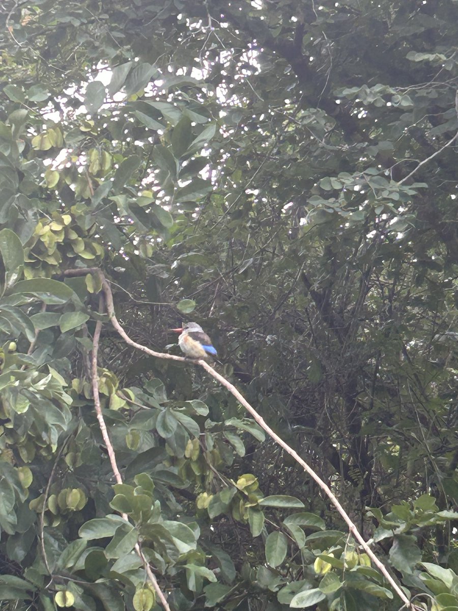 Anyone know what species this is <a href="/PaulRomaines/">Paul Human Romaines</a> ?  <a href="/poppapete299/">Pete Conway</a> you’ve got your pigeon bud I’ve adopted this fella every morning