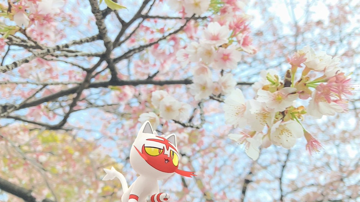 rainmangogo's tweet image. なんかムズムズするニャ…ฅ(⌯͒•̩̩̩́ ˑ̫ •̩̩̩̀⌯͒)ฅ🌸

(花粉症がつらい)

#ニャビー #Litten
#PokemonGOCommunityDay
#ARofTheCommunityDay
#PokemonGO #ポケモンGO 
#GOsnapshot #ARofTheDay