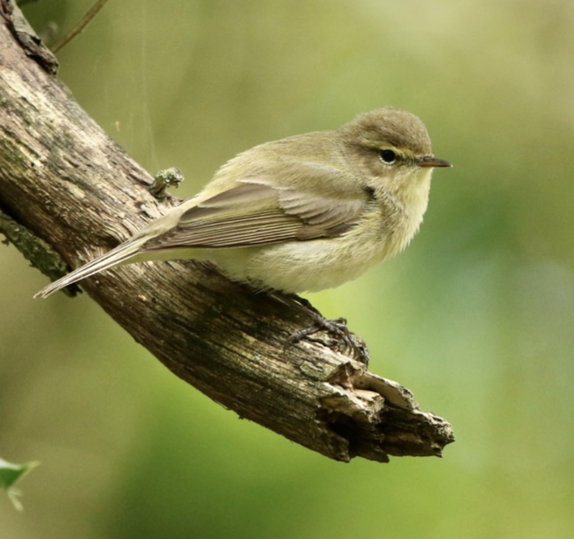 Nature pic for today: the Chiffchaff. They got that name from the sound of their song and this week some of the woods and hedgerows in Britain are starting to resound with their singsong voices. @_BTO