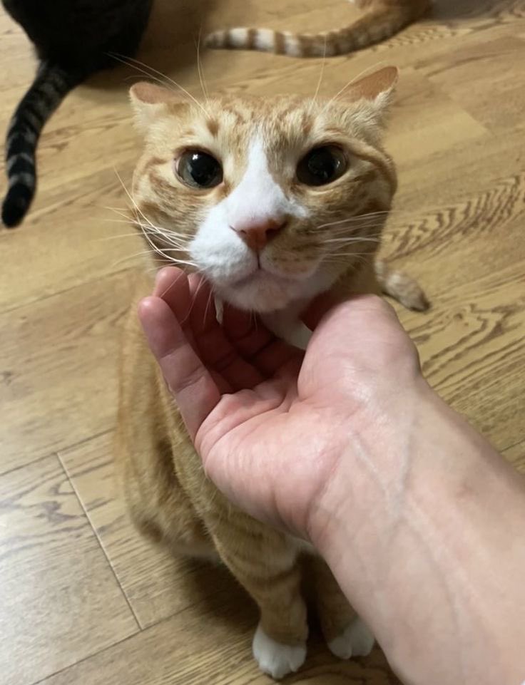 fluffskiz's tweet photo. 𝘐𝘯𝘰 https://t.co/5fKL2OWTwG