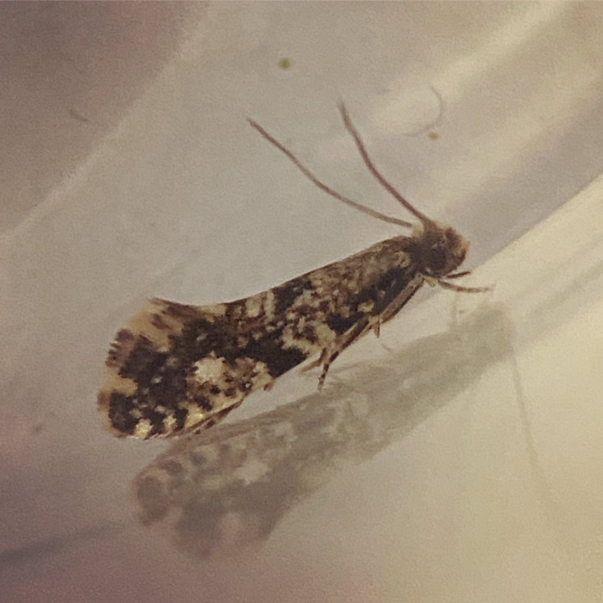 Cork moth (Nemapogon cloacella) turned up randomly in the house. Species no.526 #moths