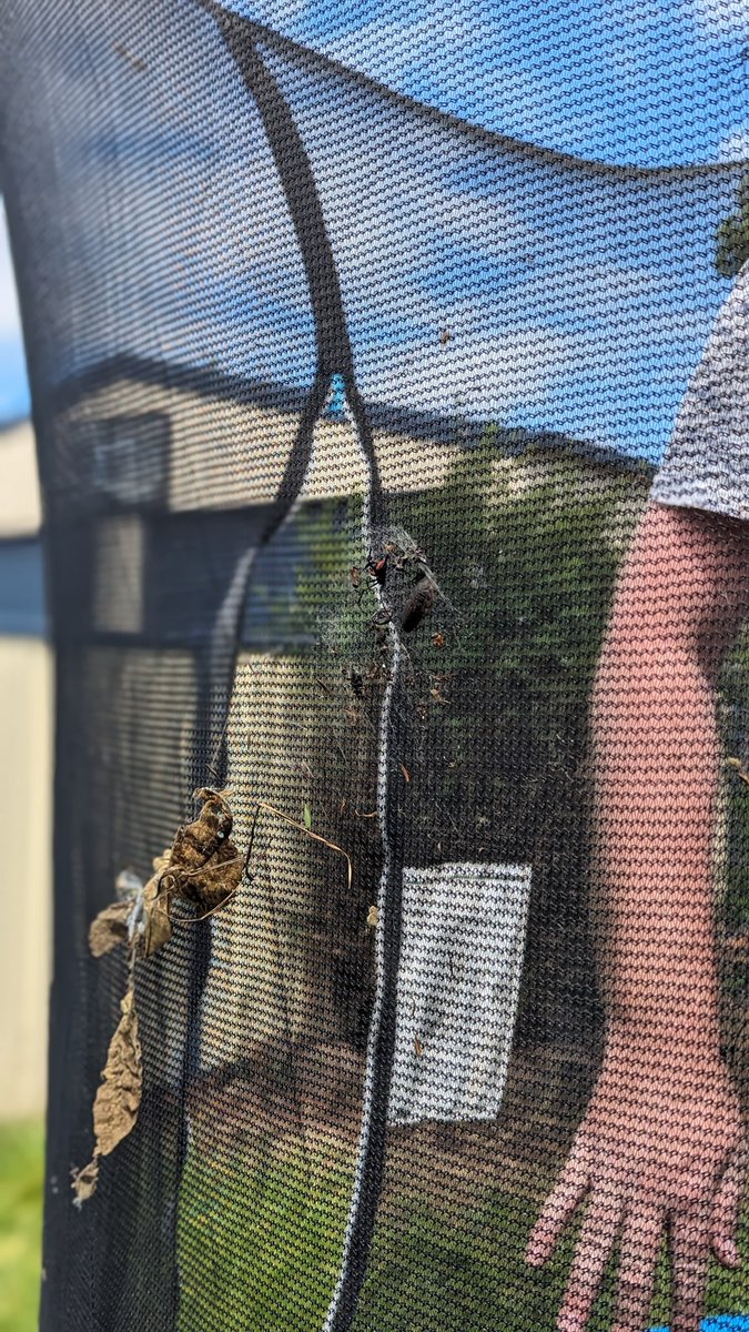 Is it really Australia if you don't see a redback in the backyard on the weekend?