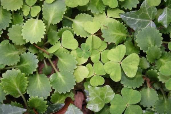 A very happy St Patrick’s Day from Glengarriff Woods Nature Reserve! A special trio of Irish plants grow here (pictured): St Patrick’s Cabbage (Saxifraga × polita), 'Shamrock' aka Wood Sorrel (Oxalis acetosella) and Irish Ivy (Hedera hibernica) #LáFhéilePádraig #StPatricksDay