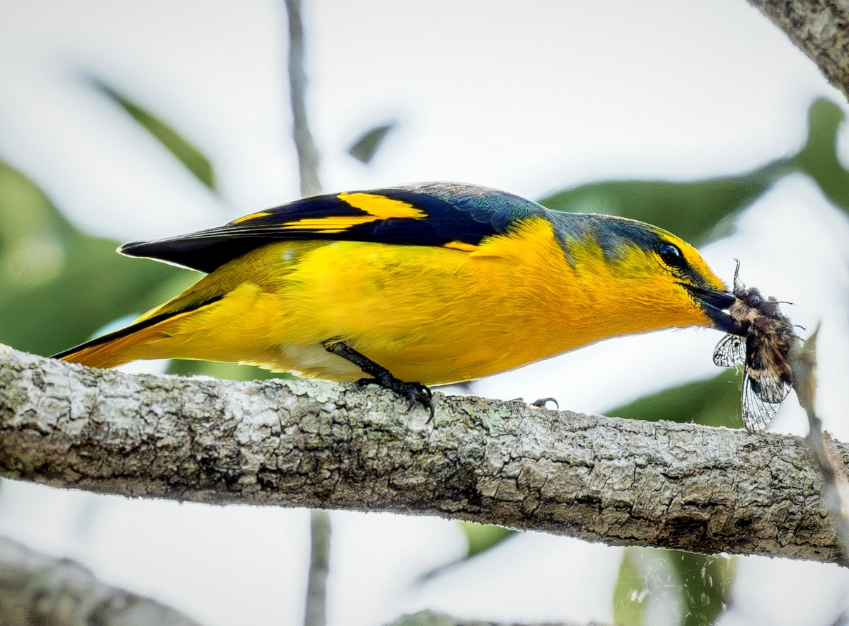 female Scarlet Minivet (赤红山椒鸟,Pericrocotus speciosus), in Hainan Island. Brilliantly-colored forest bird, typically encountered in flocks. Gives high whistled 'wheeep' notes. ❤王瑶 #China #nature #Peace #wildlife #photography #birds #BirdsSeenIn2024