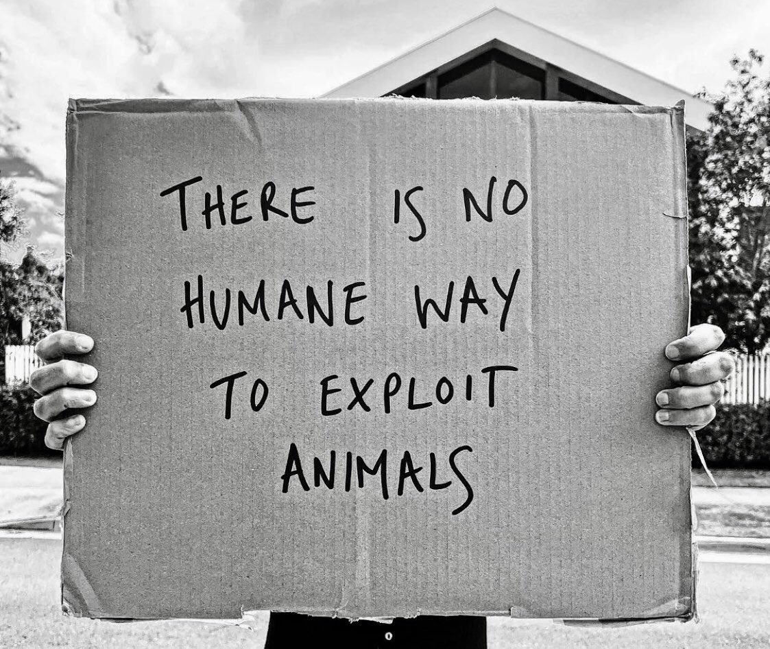 Kirstin_Nagev's tweet photo. Go vegan for the animals 🌱 https://t.co/zxycC7aNpR