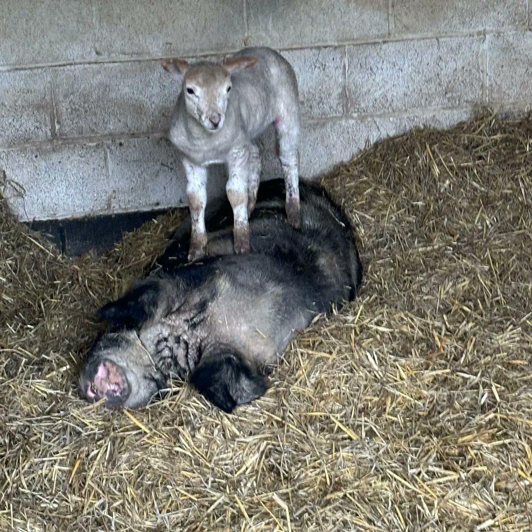 Simon Clarke 🌈💙 tweet media