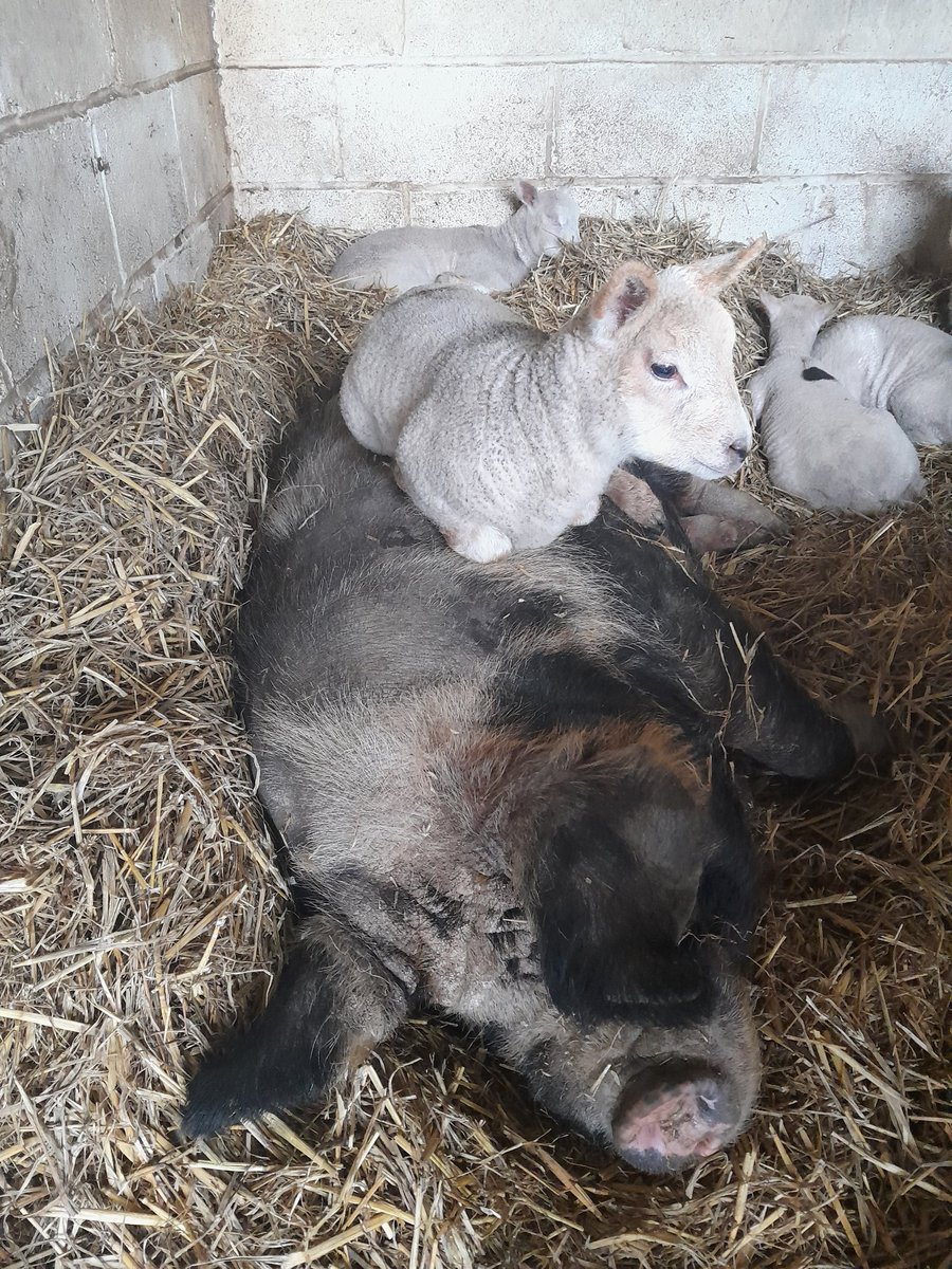 Simon Clarke 🌈💙 tweet media