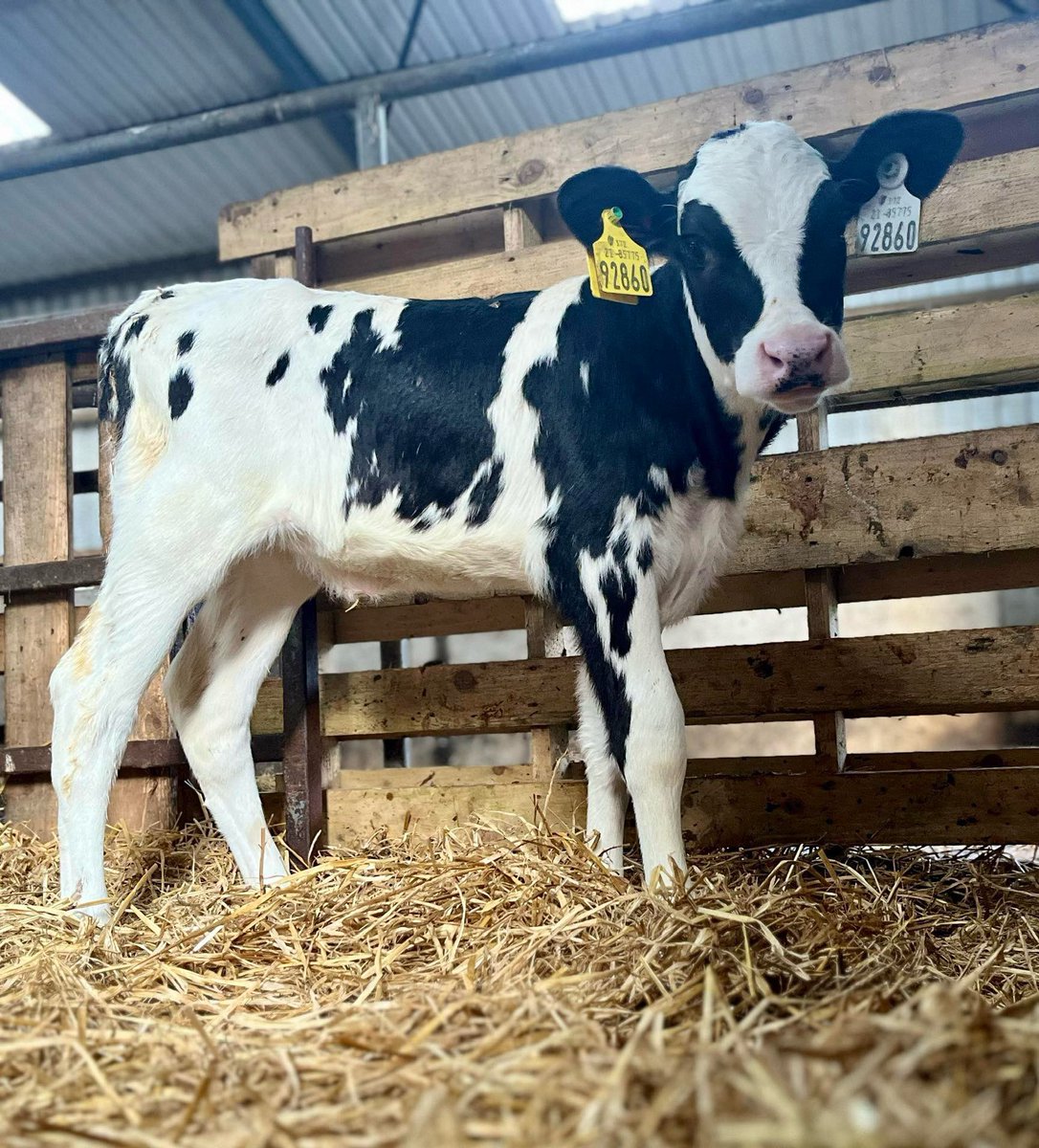 Bullwise tweet media